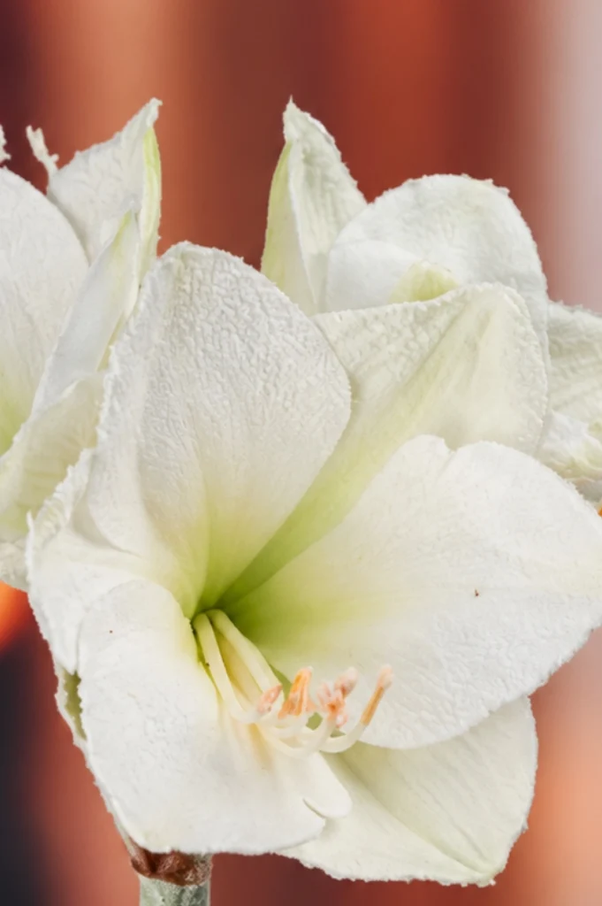Deko Amaryllis 70cm weiß mit Schnee