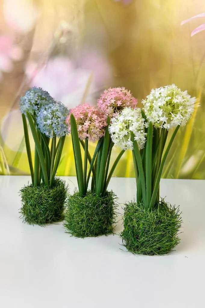 Allium blau auf Grassockel