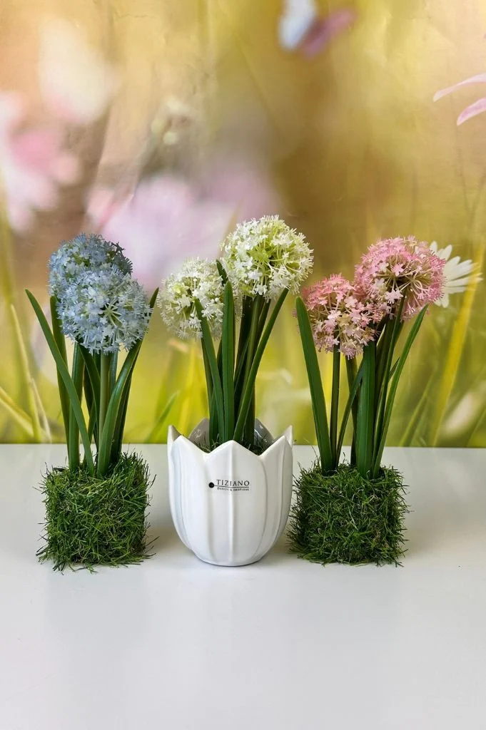 Allium rosa auf Grassockel