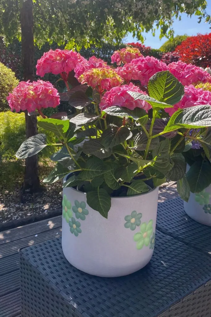 Kübel Villa grau mit grünen Blumen