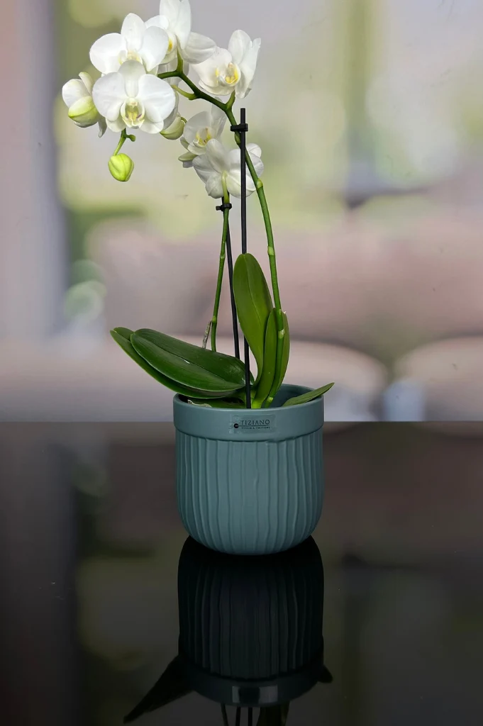 Orchideenkübel Formello in 3 Farbvarianten matt