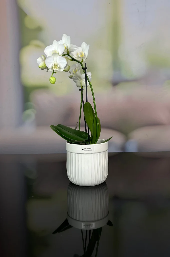 Orchideenkübel Formello in 3 Farbvarianten matt