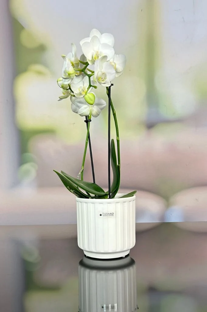 Orchideenkübel Riano in 3 Farbvarianten matt