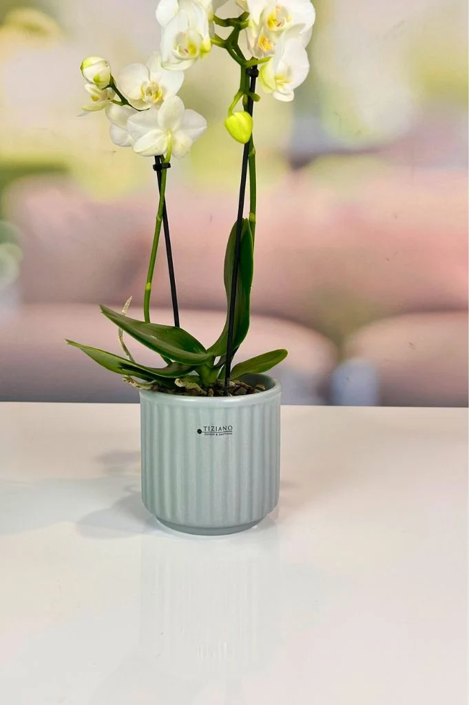 Orchideenkübel Torino 13cm grau matt
