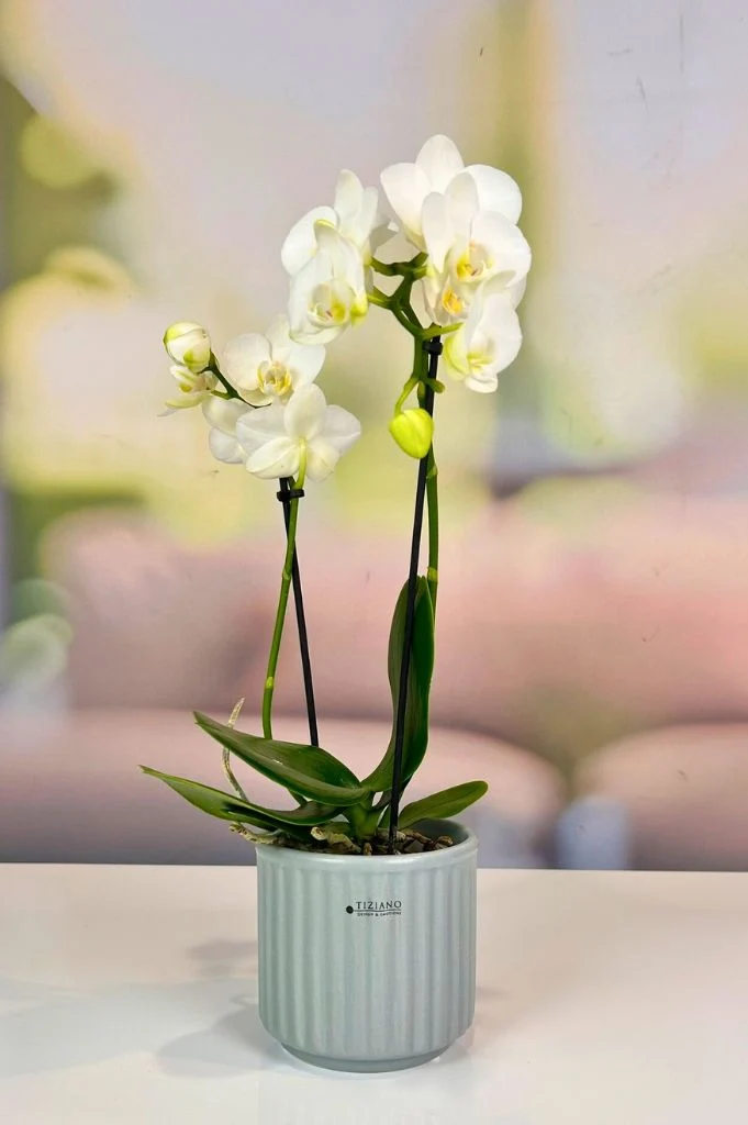 Orchideenkübel Torino 13cm grau matt