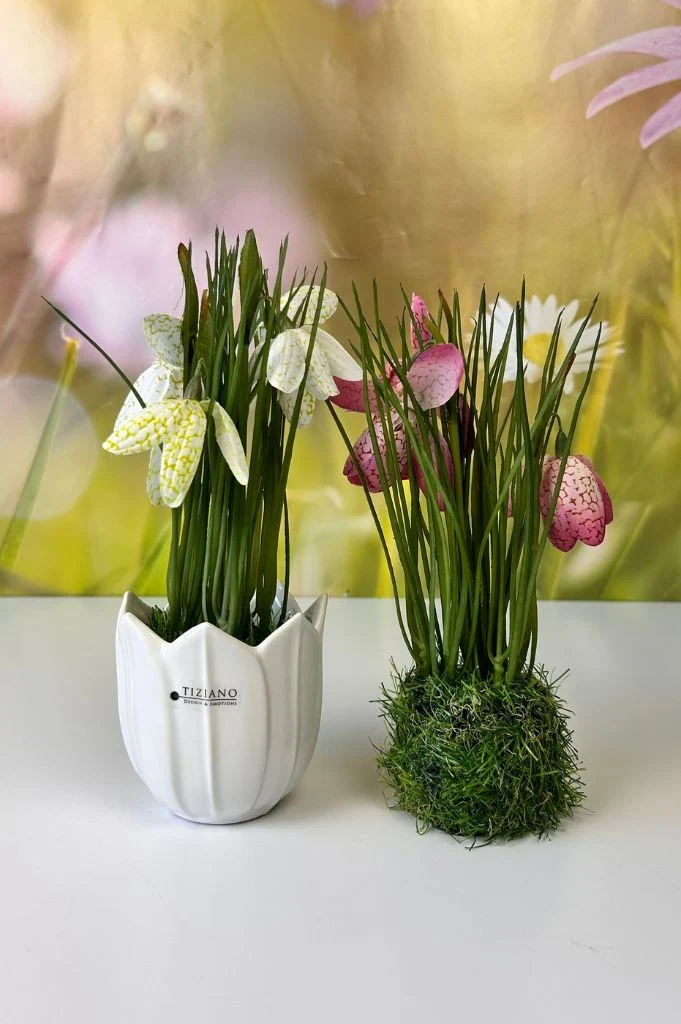 Schachbrettblume weiß oder pink